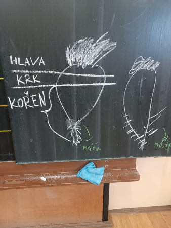 Zájmové kroužky na 1. stupni