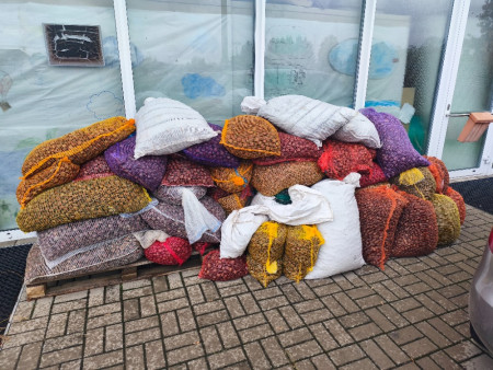 Podzimní sběr kaštanů